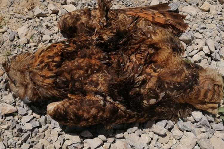 Struja ubila rijetku vrstu sove