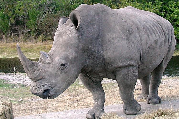 Sjeverni bijeli nosorog pred izumiranjem: Spas počiva na dvije ženke