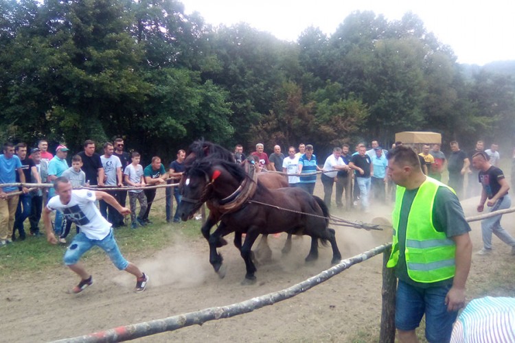 Prva štraparijada u Sanskom Mostu: Radni konji se takmičili u snazi i izdržljivosti