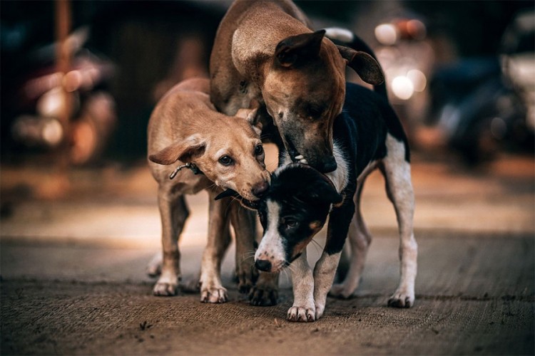 Danas je Međunarodni dan pasa: Ove činjenice niste znali o njima