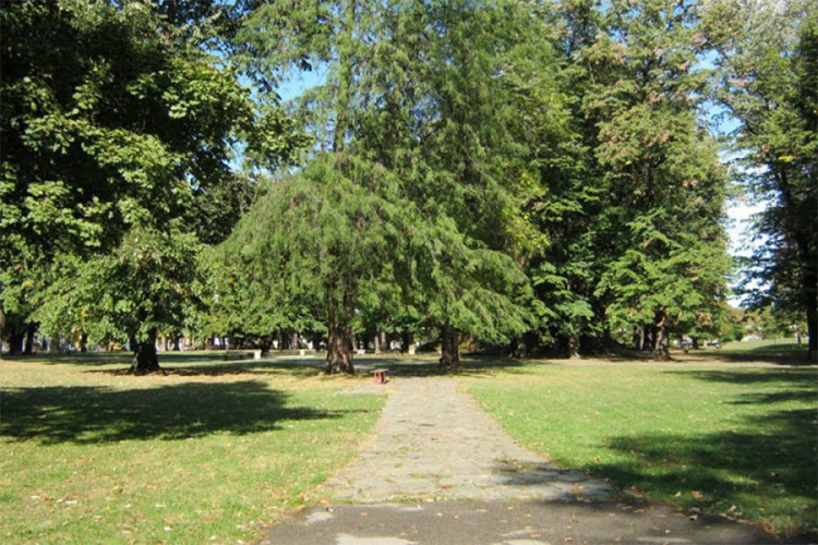 Na Banjalučanku pala grana drveta u parku, hitno prevezena u bolnicu