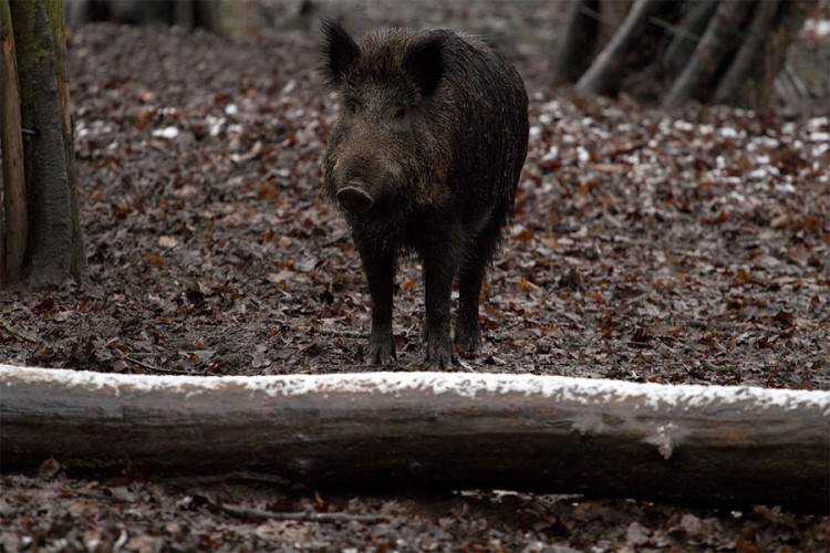 Poslije dva mjeseca uhvaćena i posljednja divlja svinja na Zvezdari