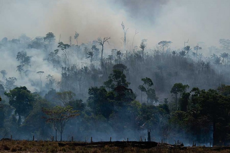 NauÄnici: "PluÄa planete" nisu u Amazoniji, neÄemo ostati bez kiseonika