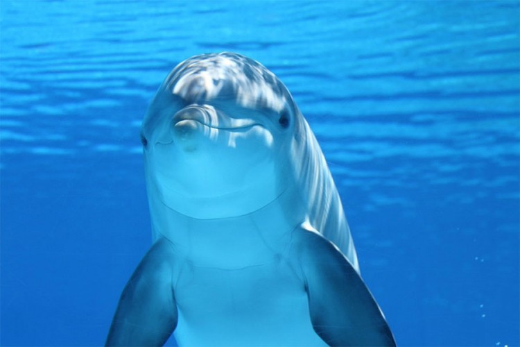 U Japanu počeo kontroverzni lov na delfine