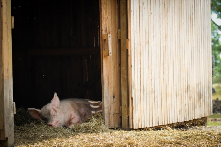 Sprečavanje šverca svinja prioritet u kontroli afričke kuge