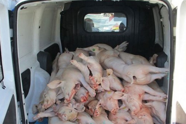 Vozio 10 sati zaklane svinje u kombiju bez hlađenja