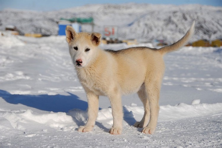 I psi su ugroženi na Grenlandu