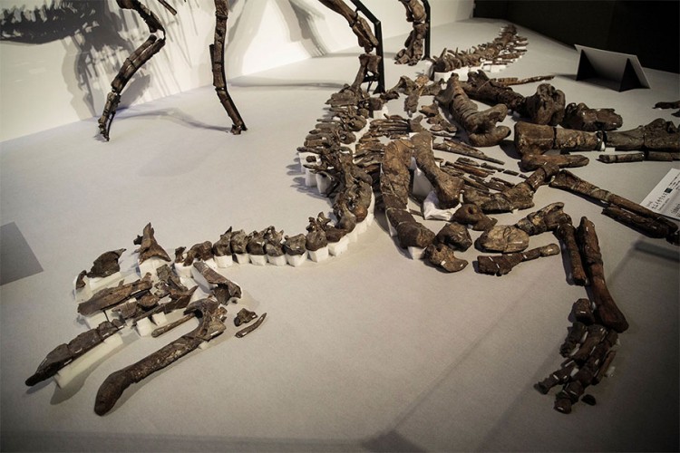 U Japanu otkrivena nova vrsta dinosaurusa