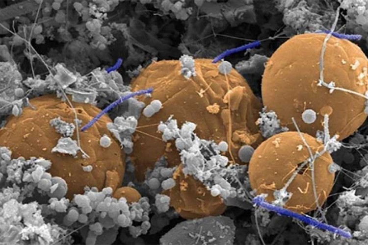 Naučnici traže rođake vanzemaljskih mikroba