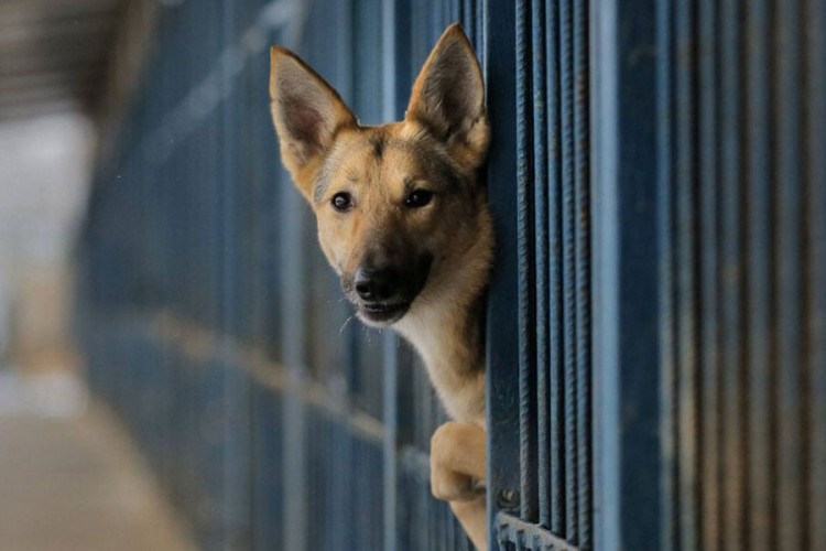 Banjaluka uskoro dobija novi azil za pse