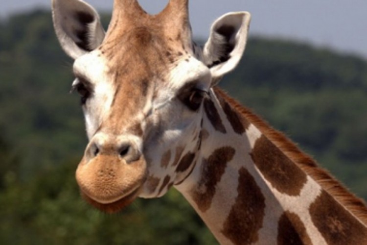 Vic dana: Žirafa se hvali zecu
