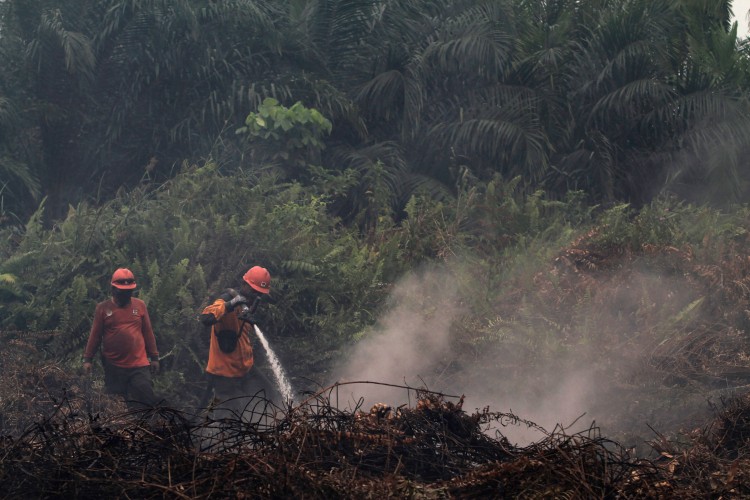 Uhapšeno 185 ljudi zbog paljenja šuma