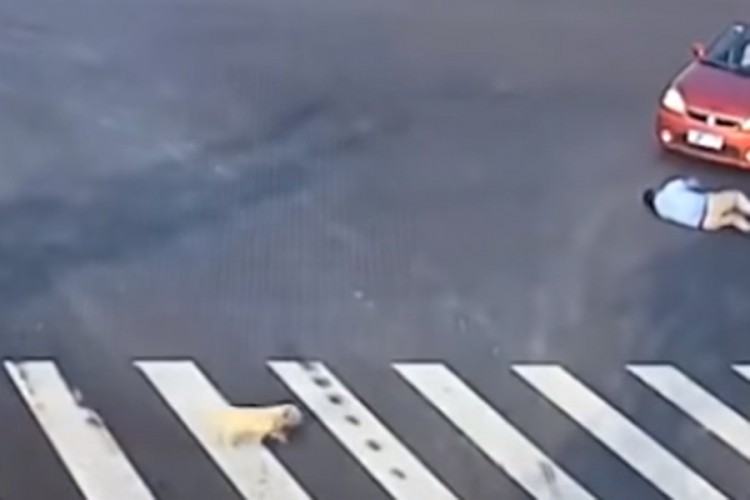 Neopreznog pješaka udario auto, pas posmatrao i naučio kako da pređe put