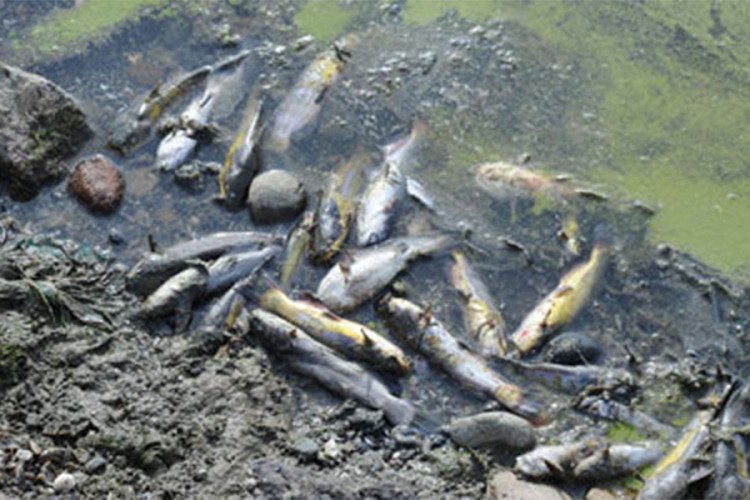 Uginulo više hiljada riba u jezeru Koroneja