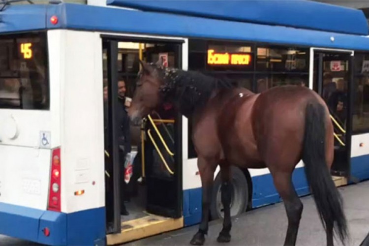 Samo u Rusiji: Konj pokušao da uđe u gradski prevoz