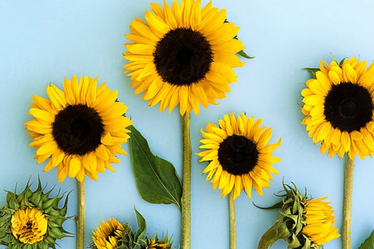 Suncokret - cvijet sunca sa čudesnim ljekovitim svojstvima