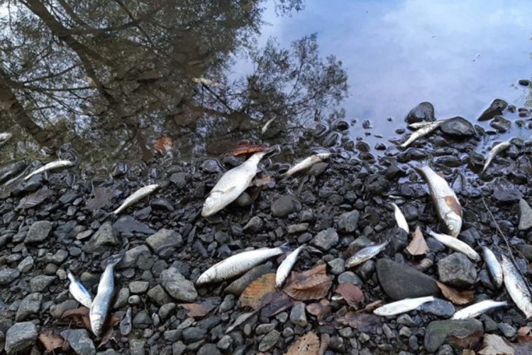 Ponovo pomor ribe u rijeci Spreči
