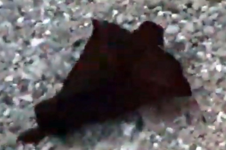 Splićanka snimila neobično stvorenje na plaži
