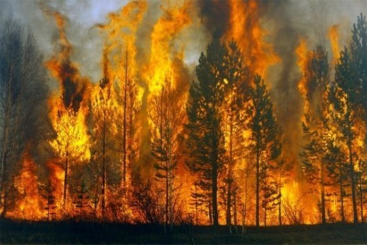 Ugašeni svi šumski požari u Rusiji