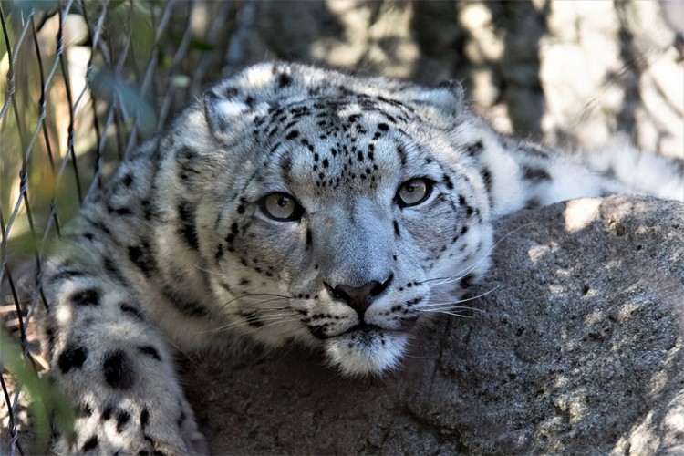 Fotografija koja je okupirala internet: Pronađite leoparda