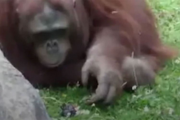 Video koji dokazuje da životinje imaju velika srca