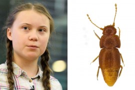 Novootkriveni insekt dobio ime po Greti Tunberg