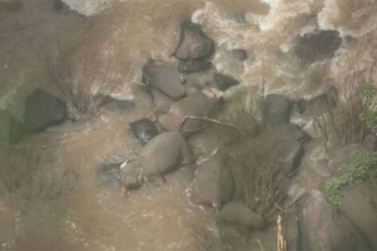 Slonovi pali sa vrha vodopada pokušavajući da spase mladunče