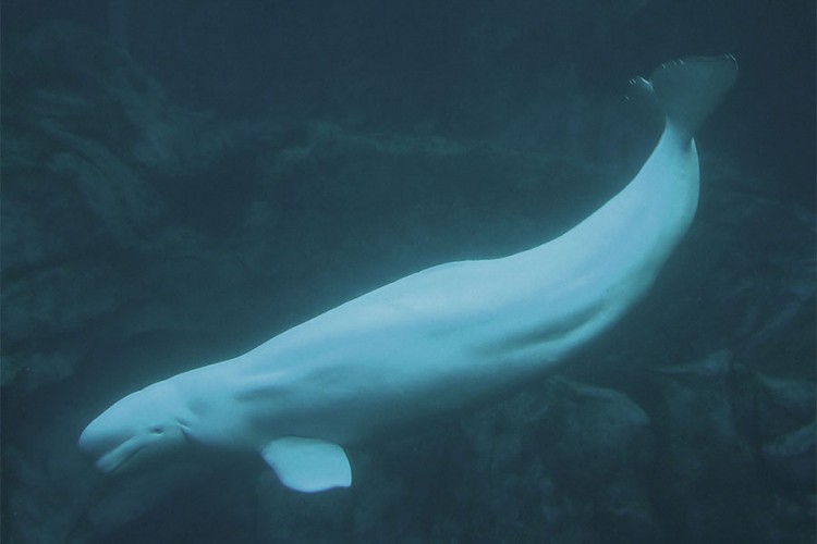 Grbavi kit primjećen u Temzi