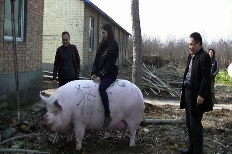 Kinezi zbog slanine uzgajaju svinje velike kao bijeli medvjedi