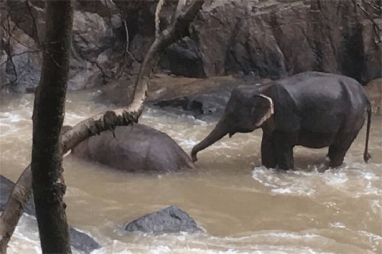 Novi bilans nesreće: Sa vrha vodopada palo 11 slonova
