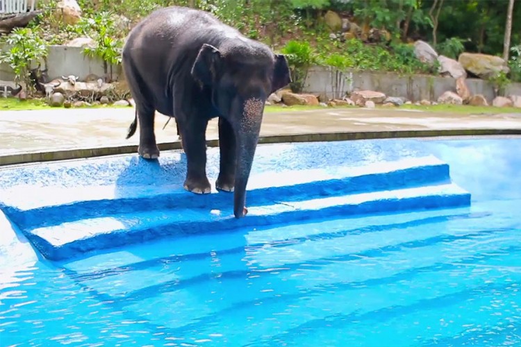 Vic dana: Slon na bazenu