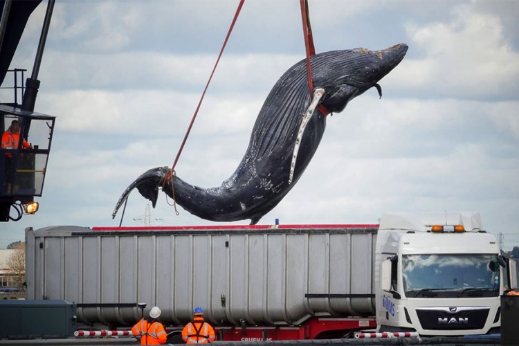 Grbavi kit uginuo najvjerovatnije od posljedica udarca broda