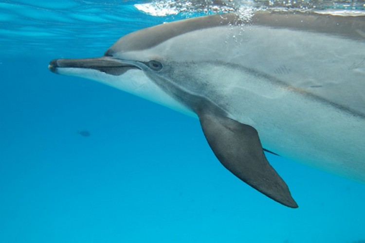 U Puli pronađen unakažen delfin
