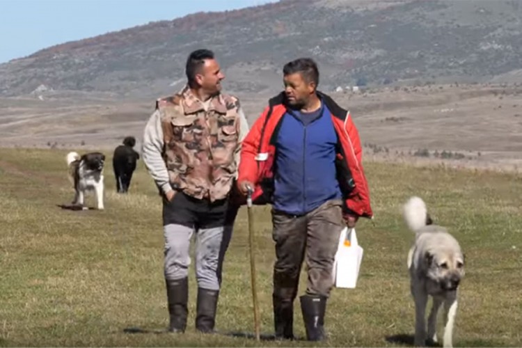 Čuvajući ovce na farmi bivšeg načelnika Kupresa zarade 4.000 KM