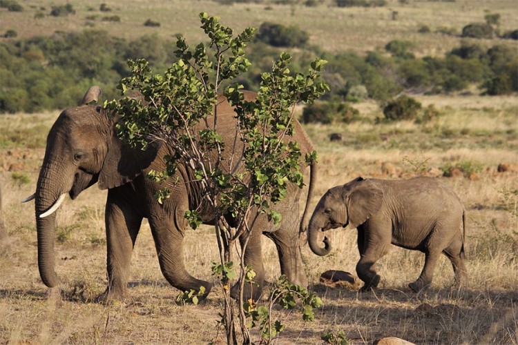 U Zimbabveu od gladi uginulo 55 slonova u dva mjeseca