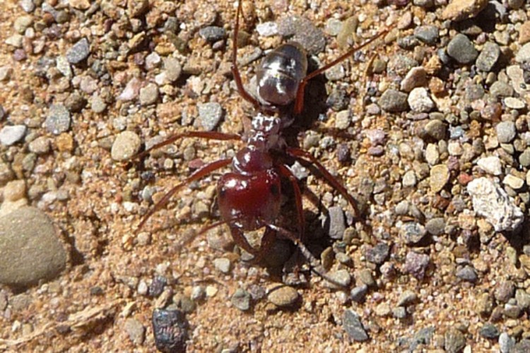 Naučnici uspjeli da izmjere brzinu najbržeg mrava na svijetu