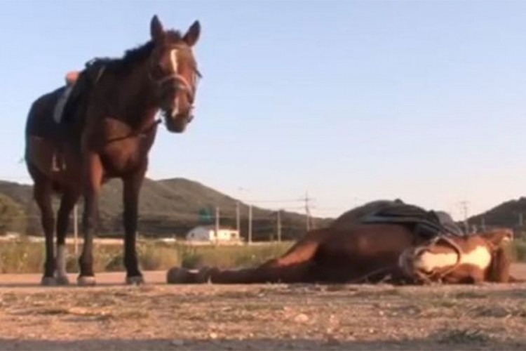Konj se pravi mrtav kad neko krene da ga jaše