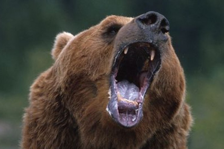 Medvjed ponovo uništio košnice na Kupresu