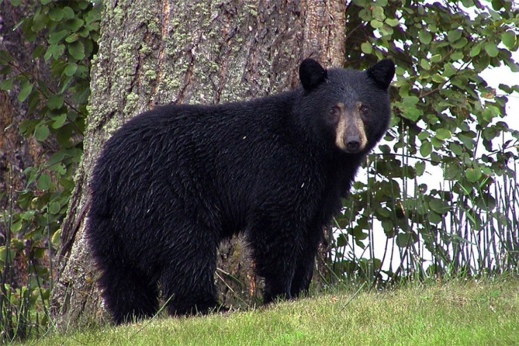 Uhapšen zloglasni lovokradica - ubijao medvjede i jeo njihove penise