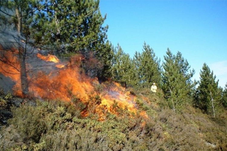 Požar na Romaniji: Gori šuma, neophodno angažovanje helikoptera