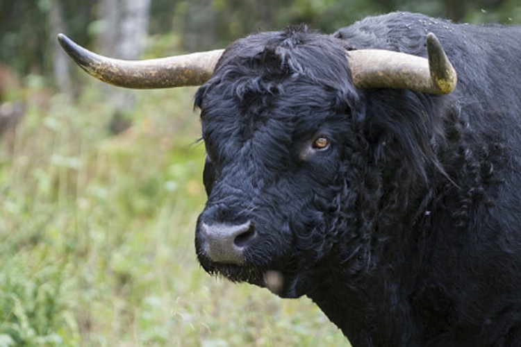 Hrvatska policija uhvatila odbjeglog bika, on opet pobjegao