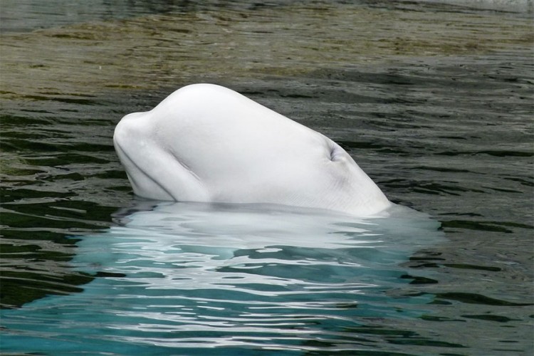 Rusija pušta posljednjih 50 kitova na slobodu