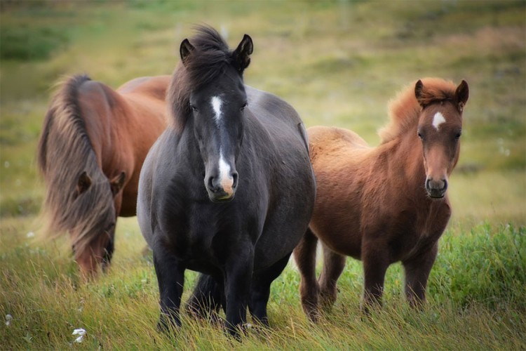 U požaru u SAD stradalo 19 konja