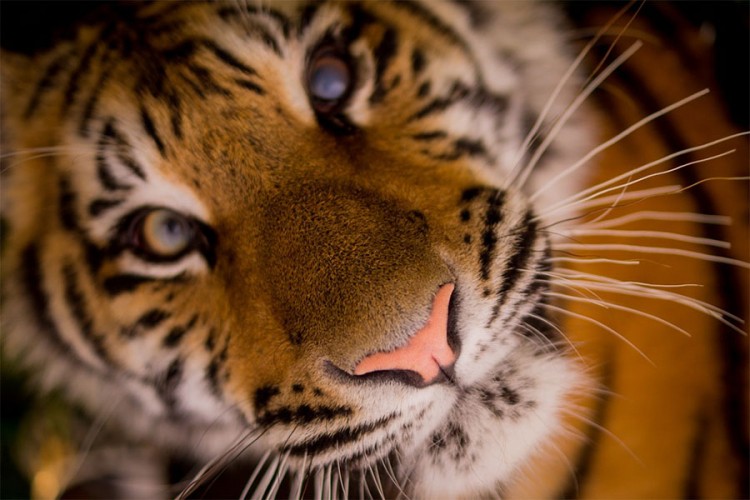 Poljska pokušava da spasi tigrove zaglavljene u kavezima