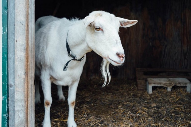 Morbidan slučaj u Banjaluci: Silovao kozu, pravdao se da ga je zavela