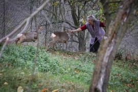 Prnjavorčanka godinama gaji srne: "Staru mogu maziti, ali mlada je lopov"