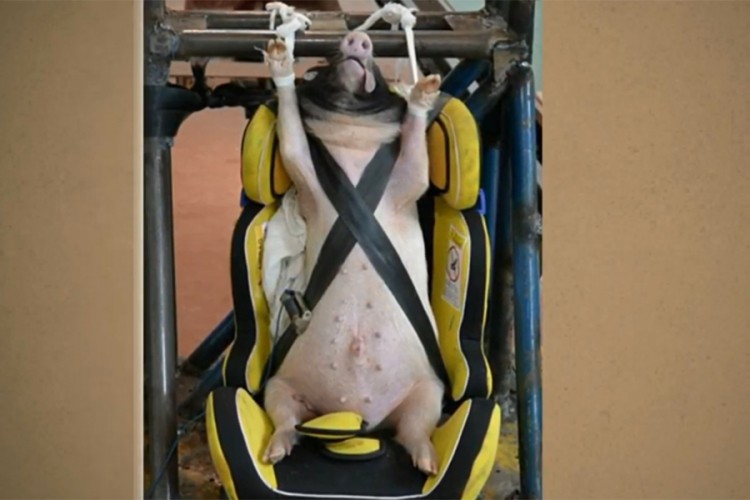 Žive svinje koriste umjesto lutaka u kreš testovima