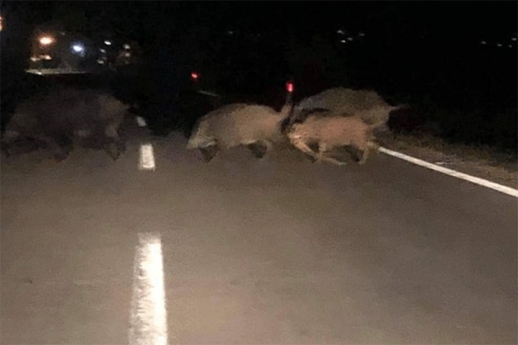 Divlje svinje prošetale Sanskim Mostom