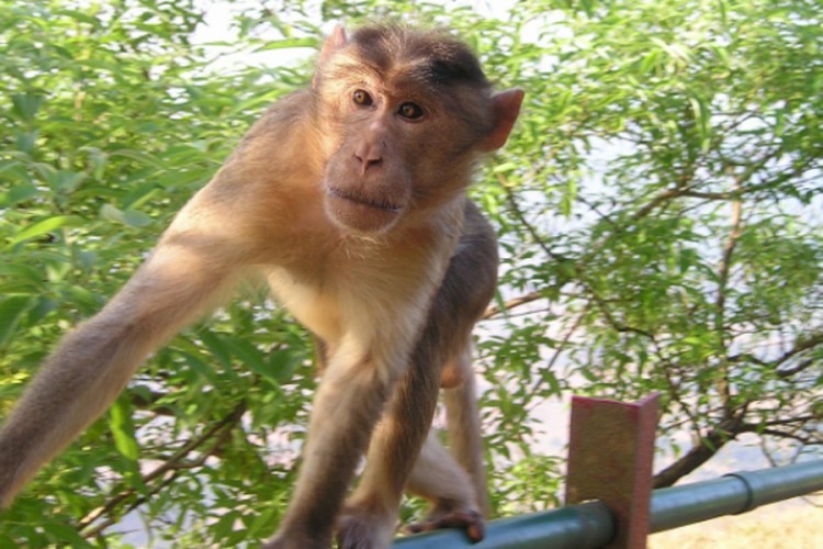 Velika tragedija: Majmun kamenom usmrtio četvoromjesečnu bebu