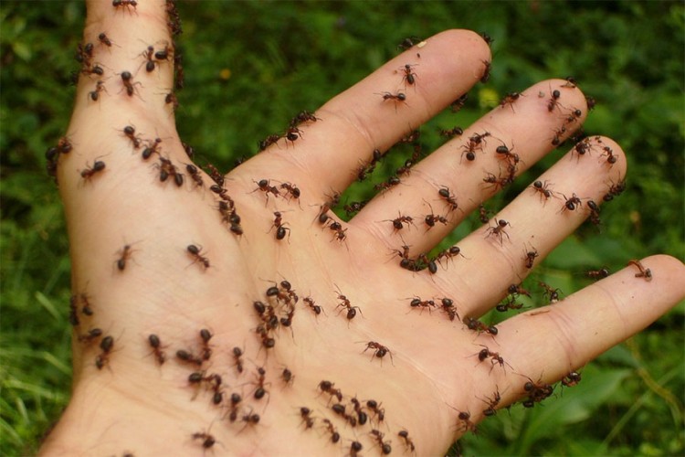 Milion mrava kanibala pobjeglo iz nuklearnog bunkera